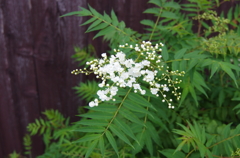 ガマズミの仲間２