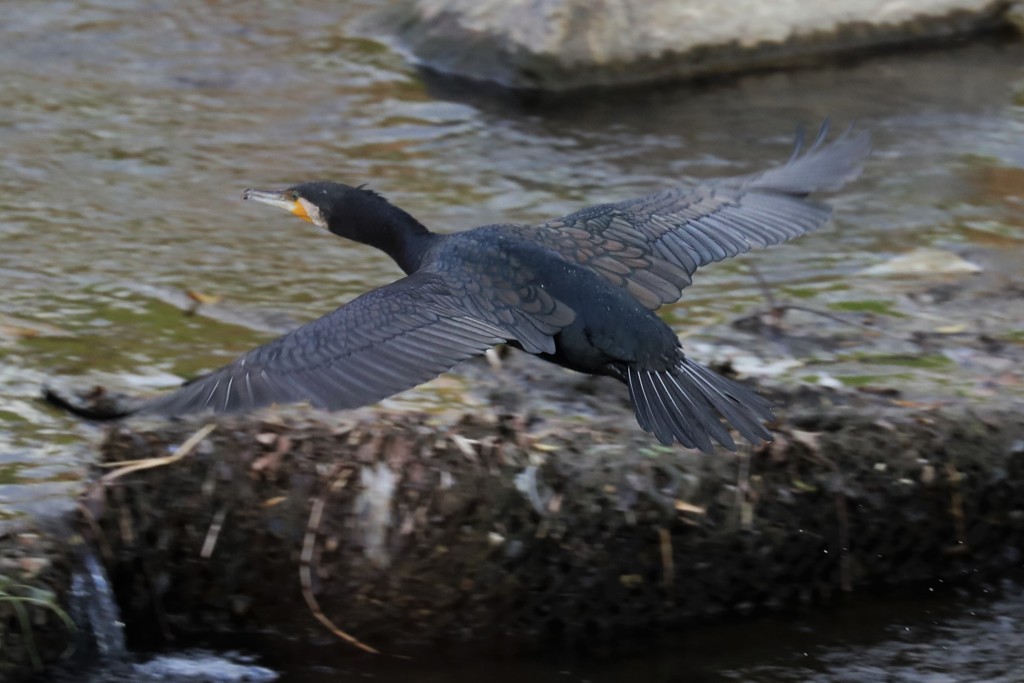 カワウ