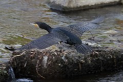 カワウ