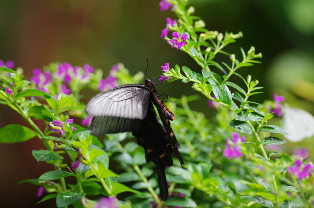 Busy butterfly