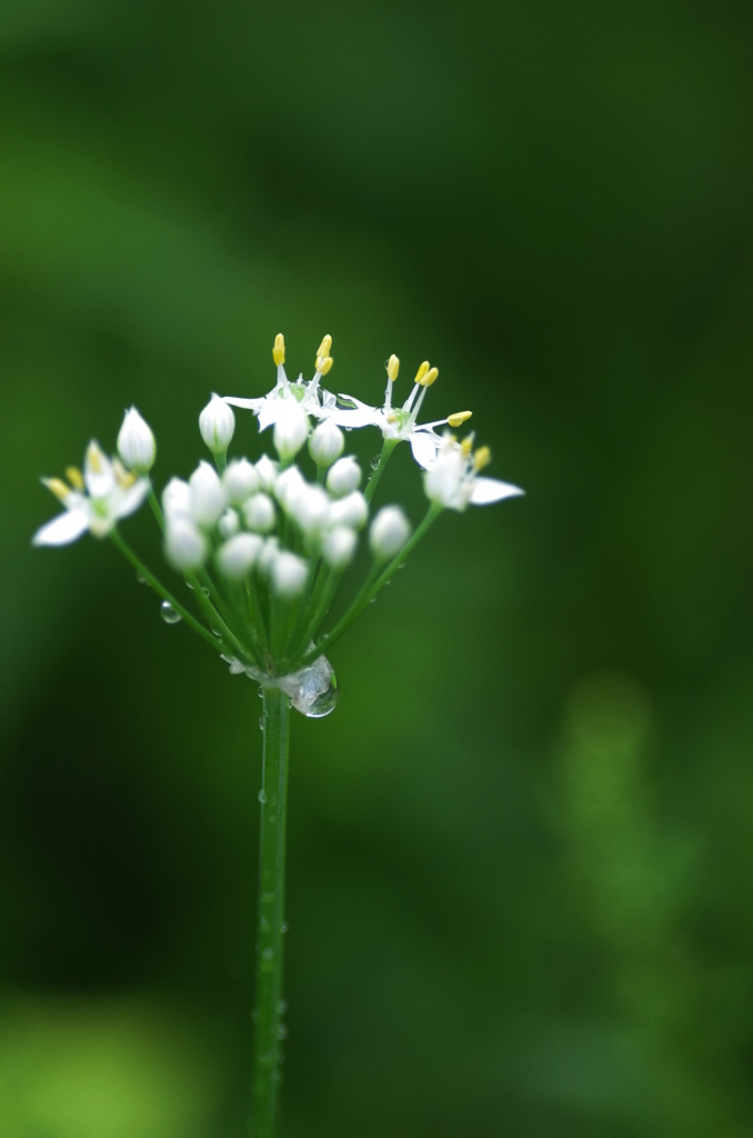星の花２