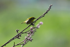 春の息吹き２