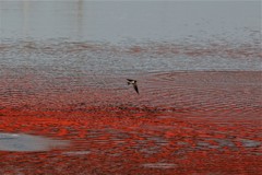 ツバメ