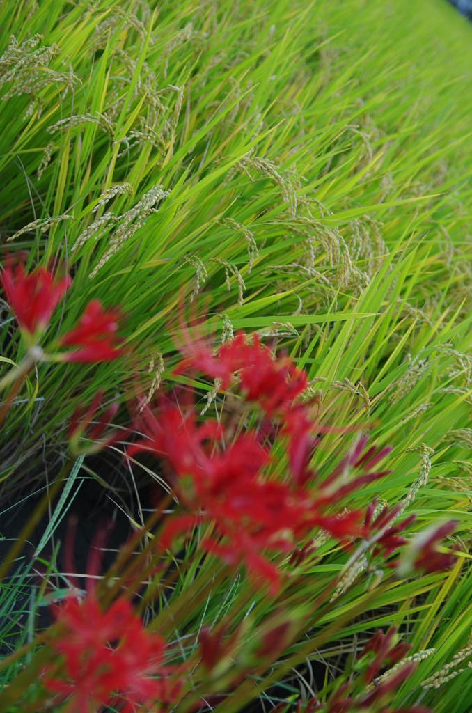 実り