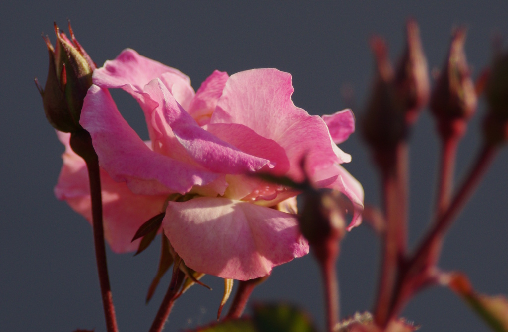 さらにその後のPinkish