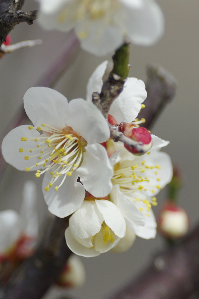 梅の花