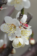 梅の花