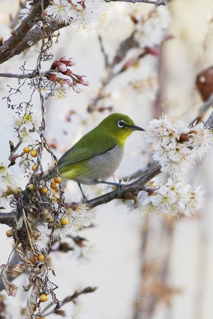 花に埋もれて２