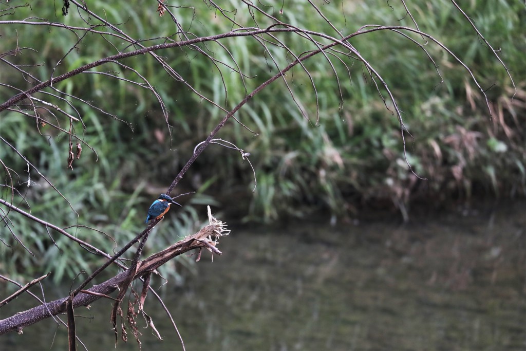 鳥のいる風景