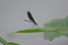 ハグロ蜻蛉