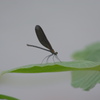 ハグロ蜻蛉