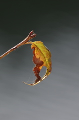 A leaf　in autumn
