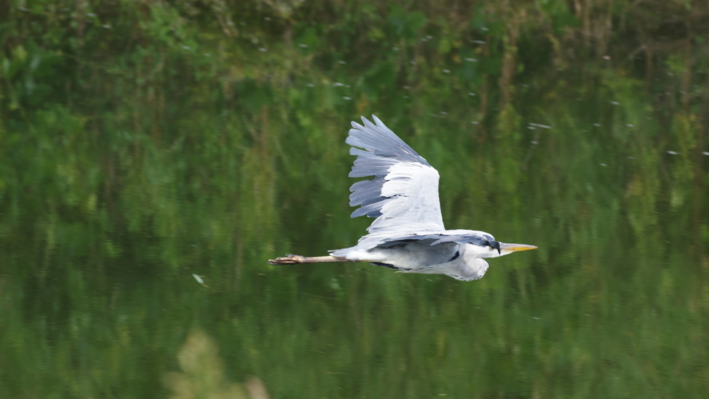 野鳥のいる風景２　アオサギ