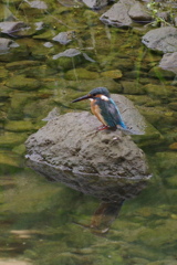 カワセミ４