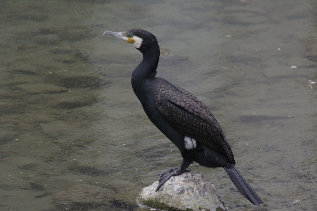 春のカワウ２