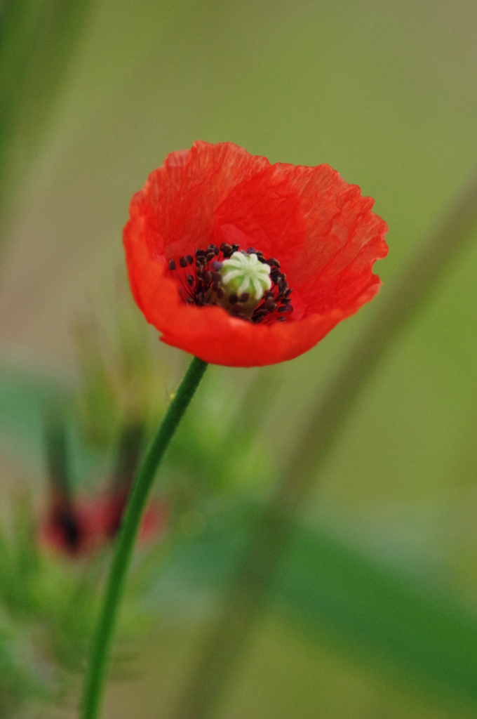 Poppy