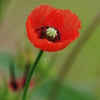 Poppy