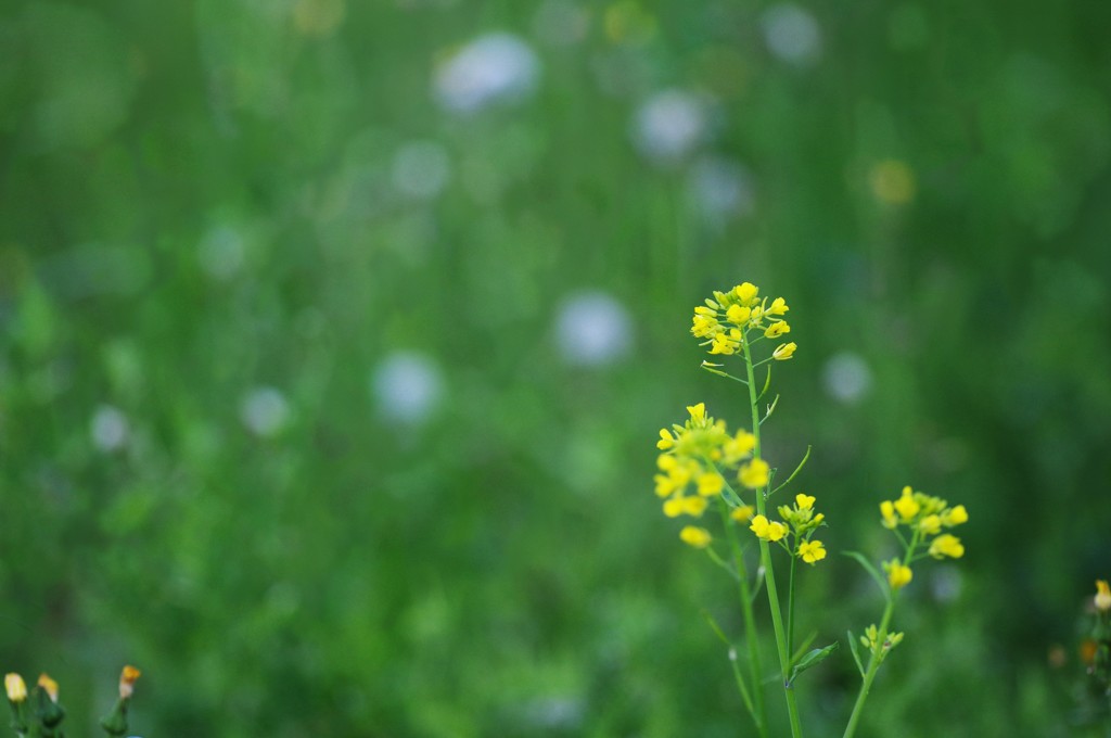 菜の花