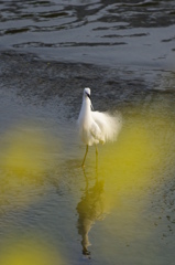 Spring dance; pose one