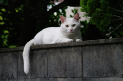 A cat on the wall