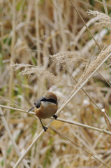 百舌鳥君２