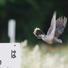 鳩