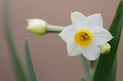 土手に咲く花
