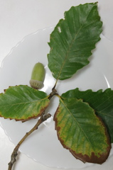An autumn nut