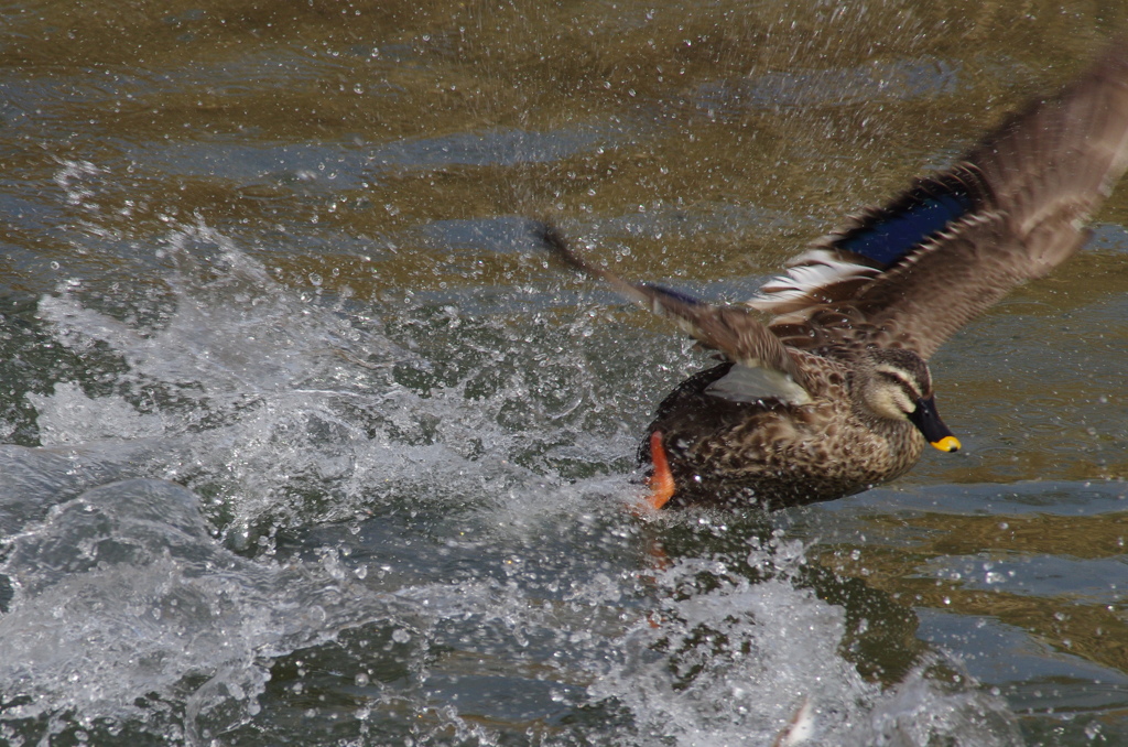 Splash!!
