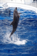 水族館イルカショー８