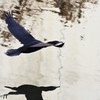 カワウ飛翔