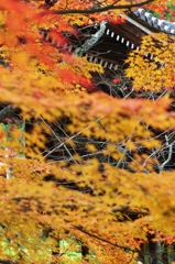 古寺の秋