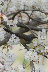 桜にヒヨドリ