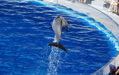 水族館イルカショー３