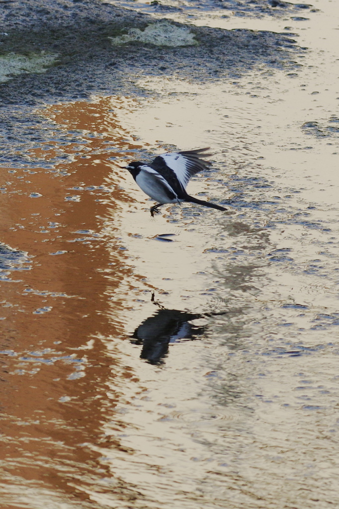 セグロセキレイ４