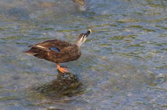 水を飲むカモ