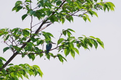 I  Spy　ミッケ