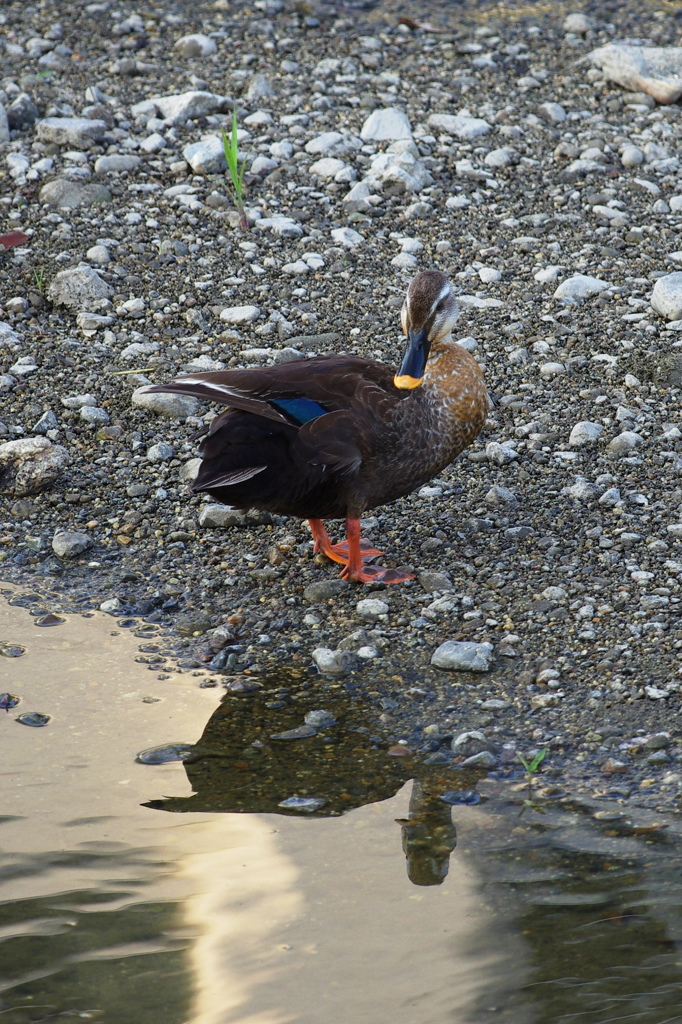 ナルシストかも