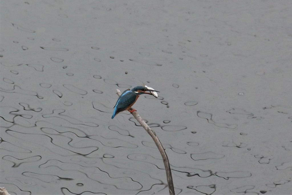 Kingfisher9