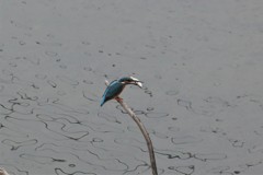 Kingfisher9