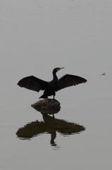私を見てカワウ