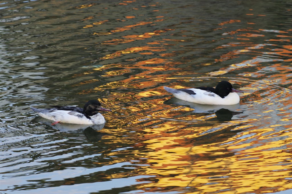 夕暮れのカワアイサ
