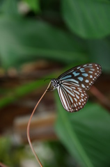 Butterfly 2