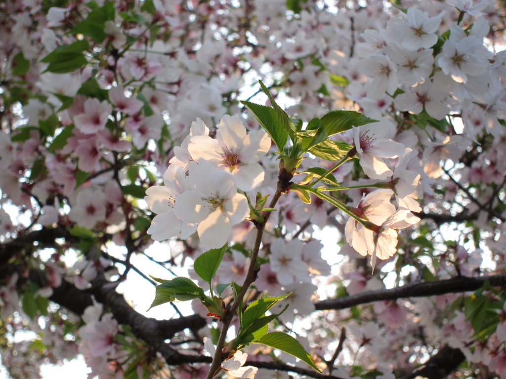 桜の生命力