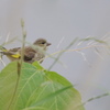 カワラヒワ