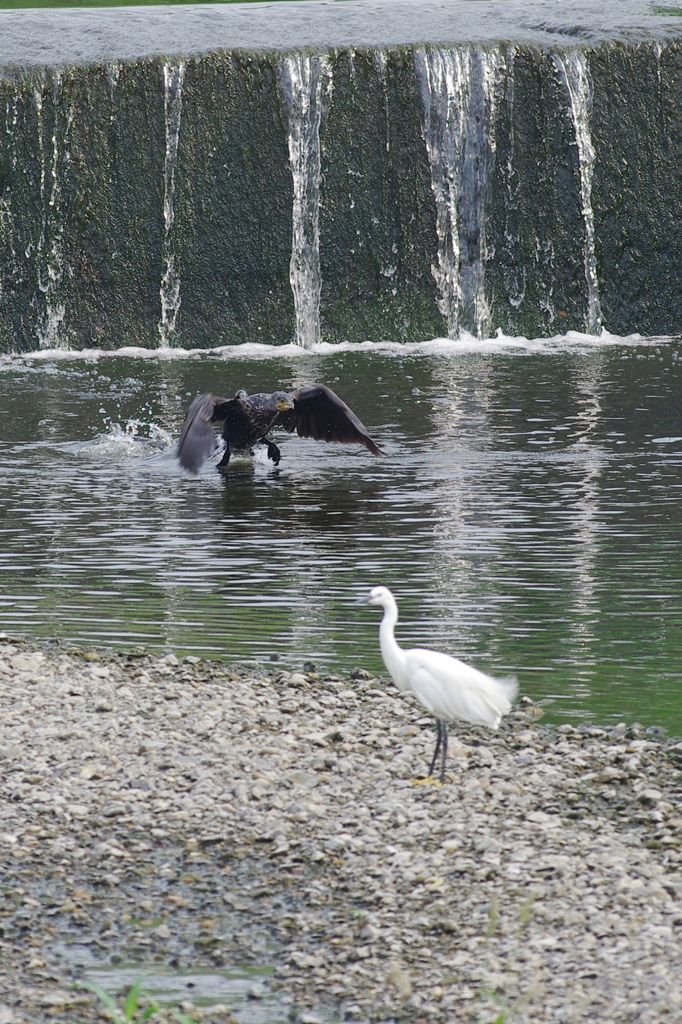 カワウ３