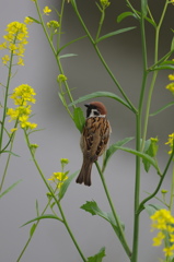 菜の花と雀