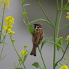 菜の花と雀