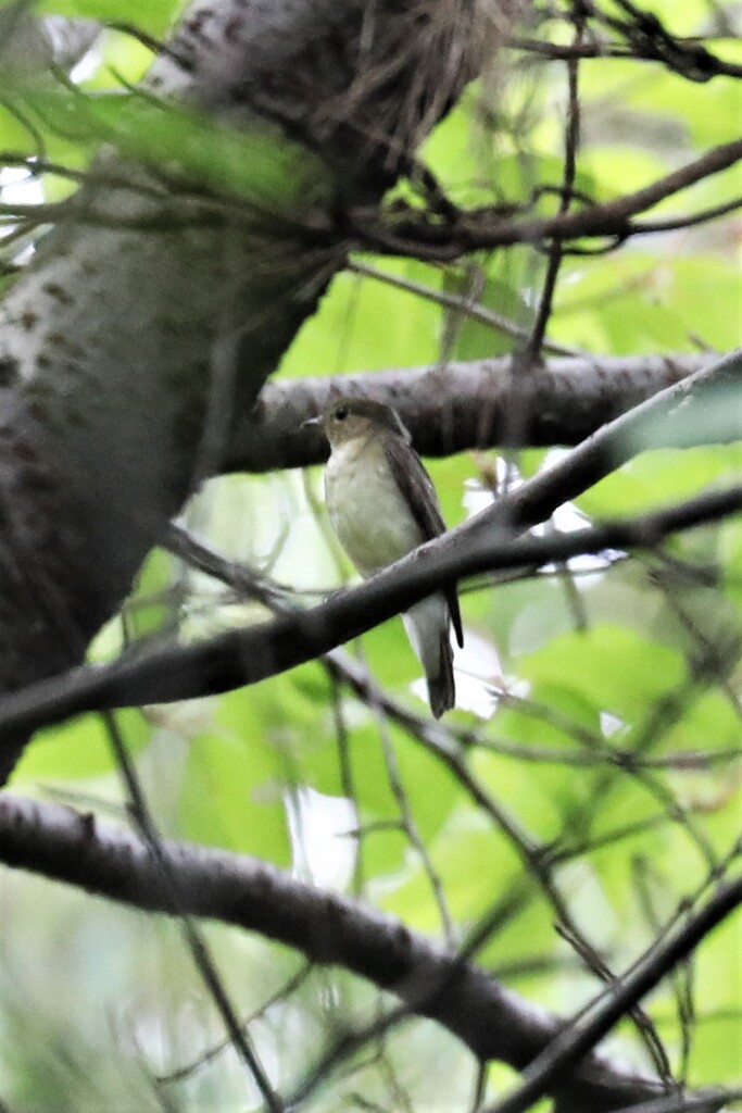 この鳥は何？