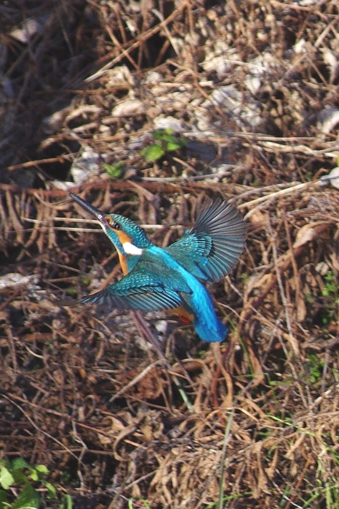 急上昇